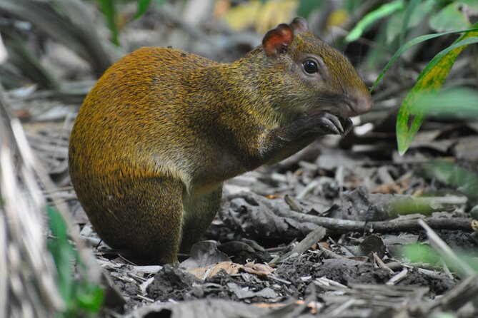 Wildlife Odyssey: Hike in Carara Park & Tarcoles River Adventure - Key Points