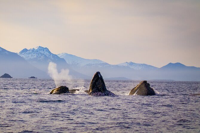 Wildlife Photography Workshop: Sitka Boat Tour (3 hours) - An In-Depth Look at the Tour