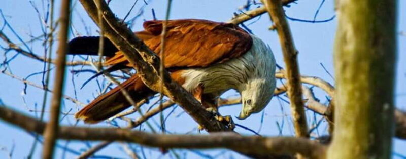 Wildlife Safari at Kaudulla National Park - Key Points
