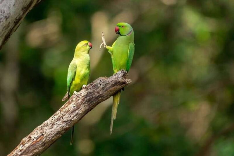 Wildlife Safari at Kaudulla National Park - An In-Depth Look at the Safari Experience