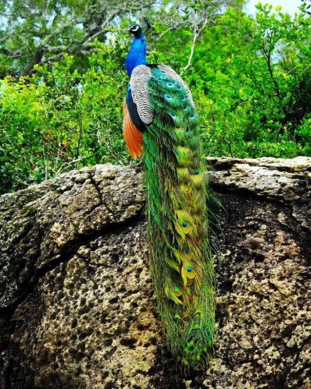 Wildlife Safari at Kaudulla National Park - FAQ