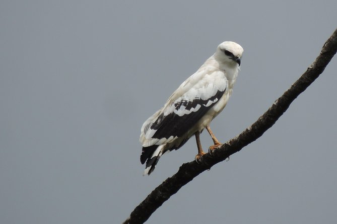 Wildlife Safari Boat Tenorio, Excellent Bird Watching Tour - Informative Guide Insights
