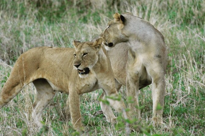 Wildlife Safari Tanzania - Insider Tips for Safari