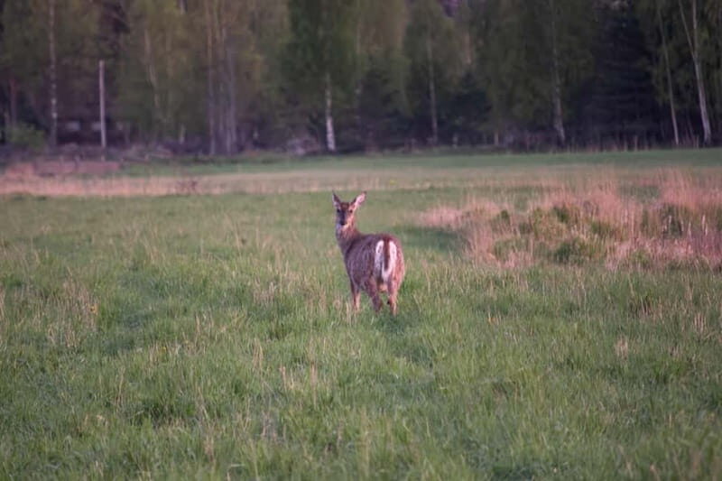 Wildlife safari with campfire dinner from Helsinki - Exploring the Wilderness: Wildlife Safari with Campfire Dinner from Helsinki
