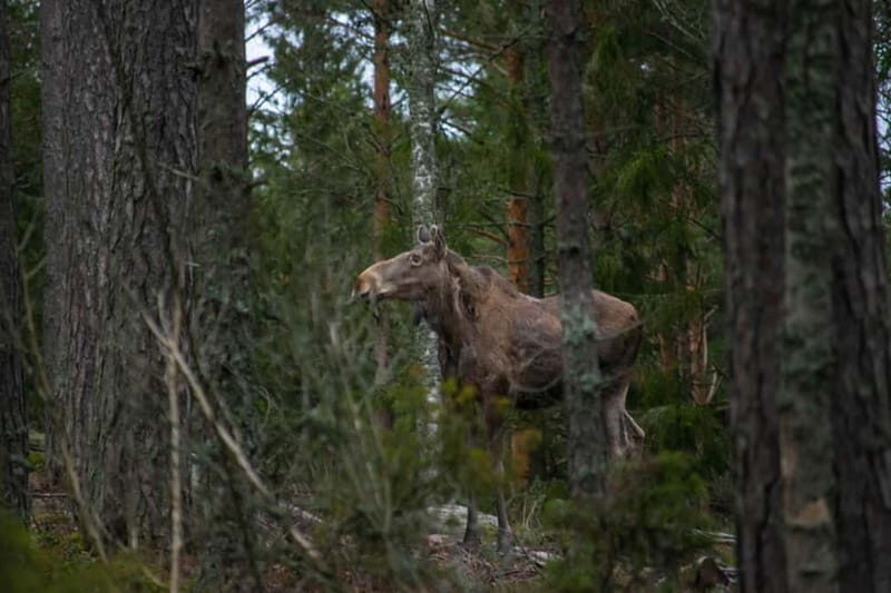 Wildlife safari with campfire dinner from Helsinki - A Deep Dive into the Wildlife Safari Experience