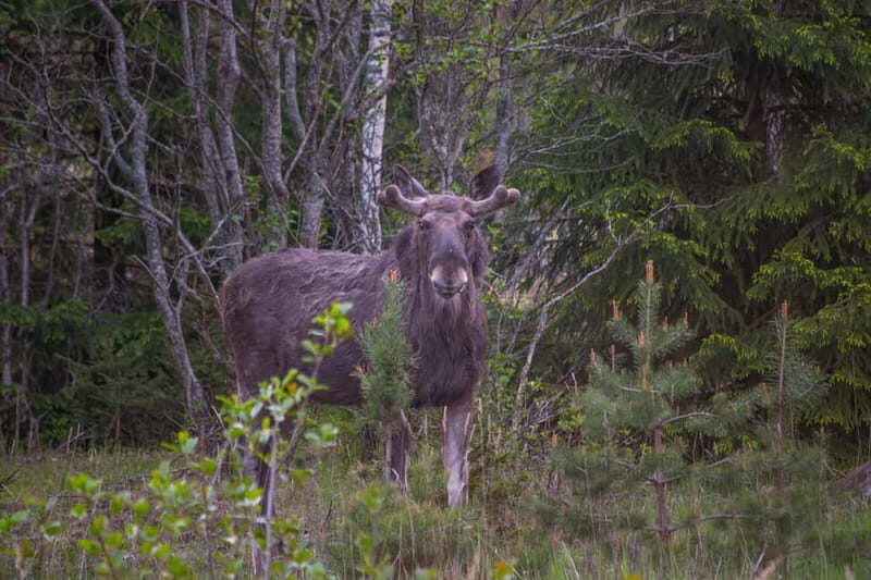 Wildlife safari with campfire dinner from Helsinki - Who Should Consider This Tour?