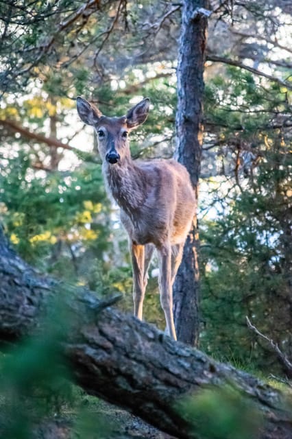 Wildlife safari with campfire dinner from Helsinki - What’s Included & What to Bring