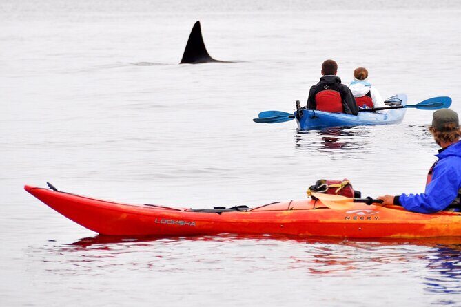 Wildlife Spotting Kayak Adventure on Orcas Island - Key Points