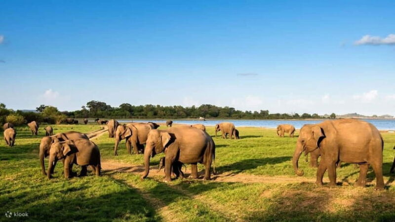 Wildlife Sri Lanka: 10-Day All-Inclusive Tour - Key Points