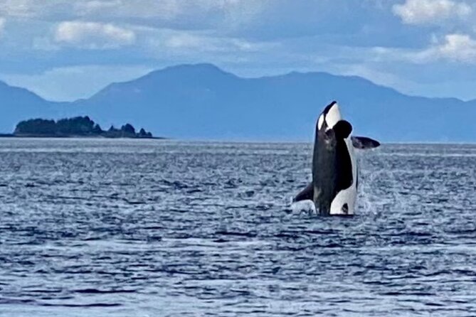 Wildlife Viewing and Whale Watching Quest - Recap