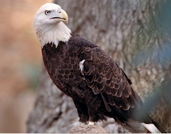 Williamsburg: Busch Gardens Ticket & Water Country Option - Frequently Asked Questions