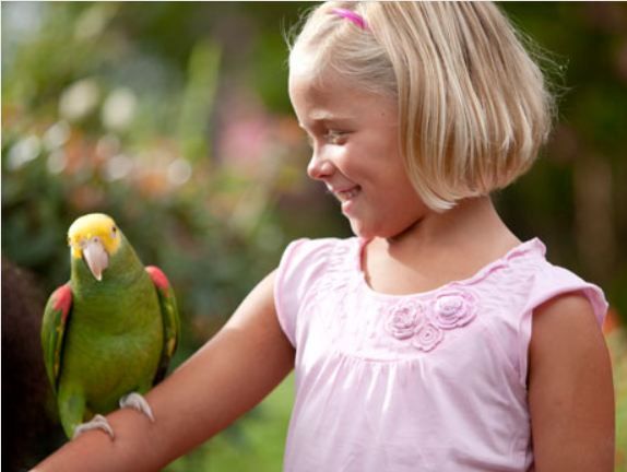 Williamsburg: Busch Gardens Ticket & Water Country Option - Visiting Busch Gardens