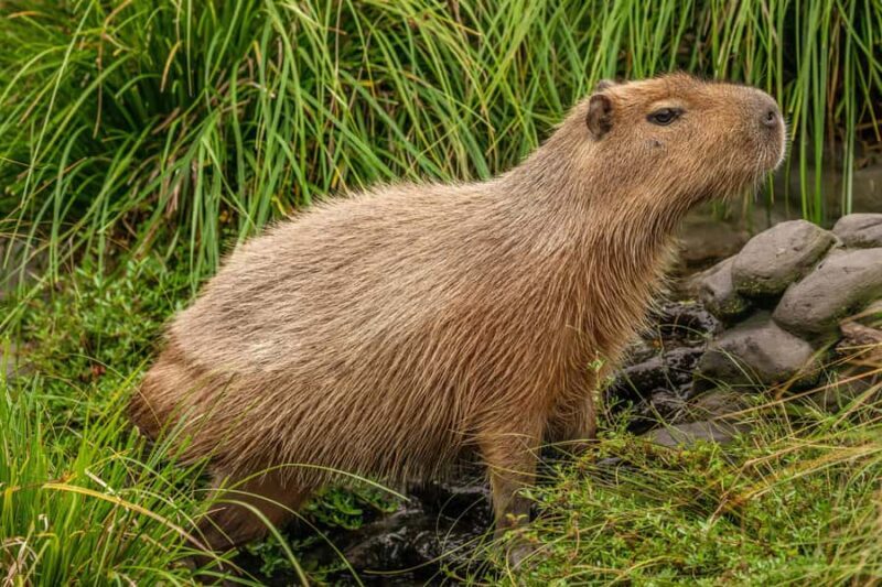 Willowbank Wildlife Reserve Day Entry Ticket - Key Points