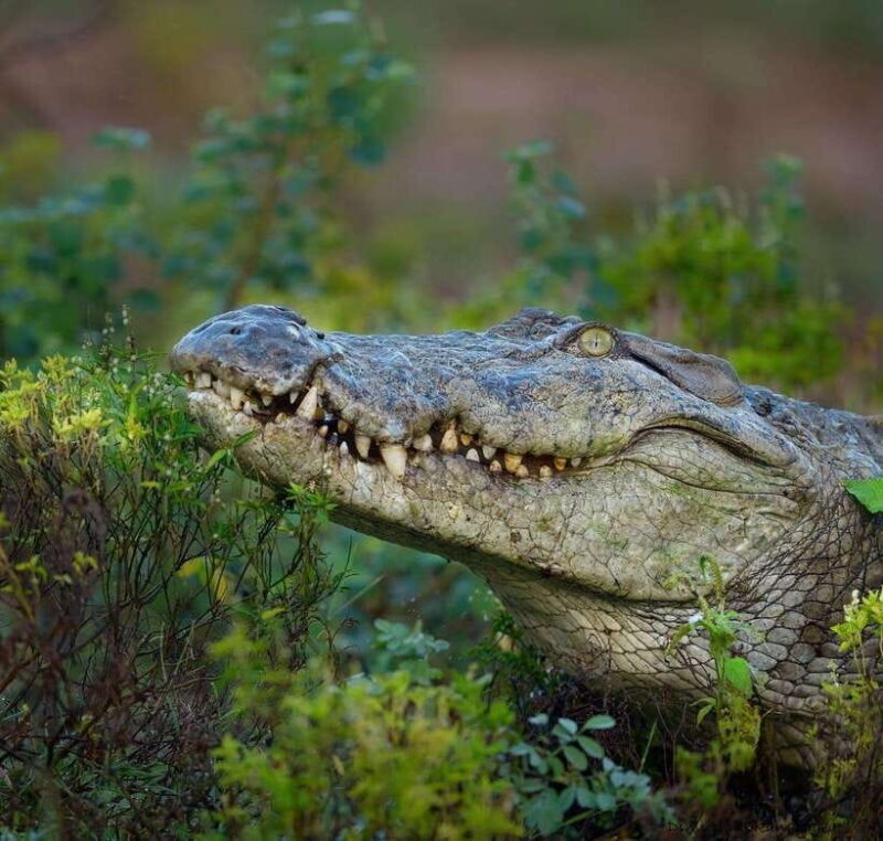 Wilpattu: All Inclusive Private Full-Day Jeep Safari 12h - Who Will Appreciate This Safari?