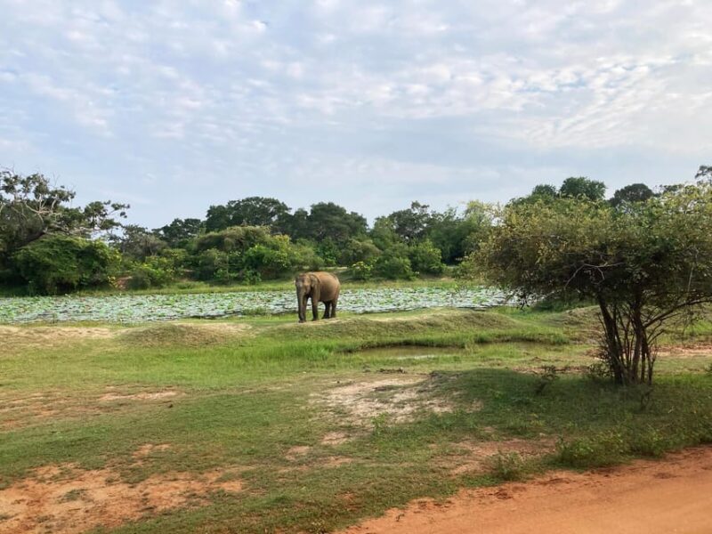 Wilpattu: Jeep Safari Day Tour From Sigiriya - Tour Overview