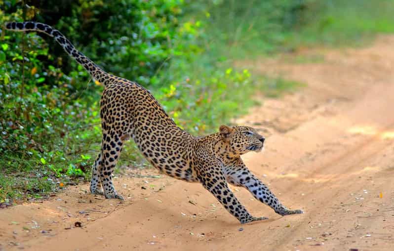 Wilpattu: Jeep Safari Day Tour From Sigiriya - Wildlife Spotting