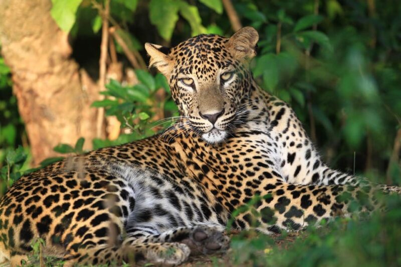Wilpattu: Jeep Safari Day Tour From Trincomalee - Good To Know