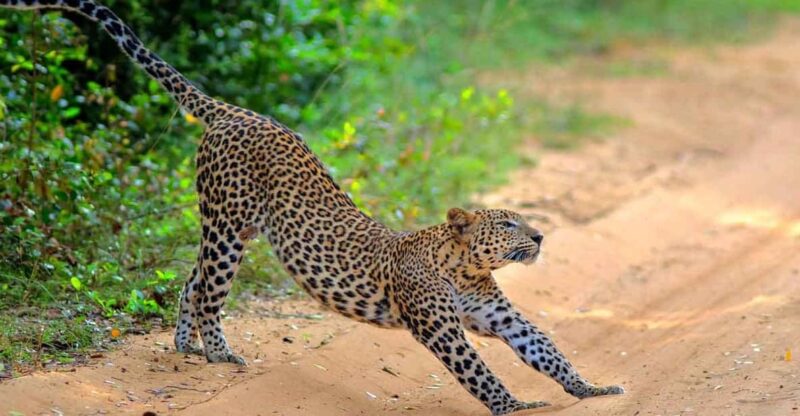 Wilpattu: Jeep Safari Day Tour From Trincomalee - Highlights of the Experience