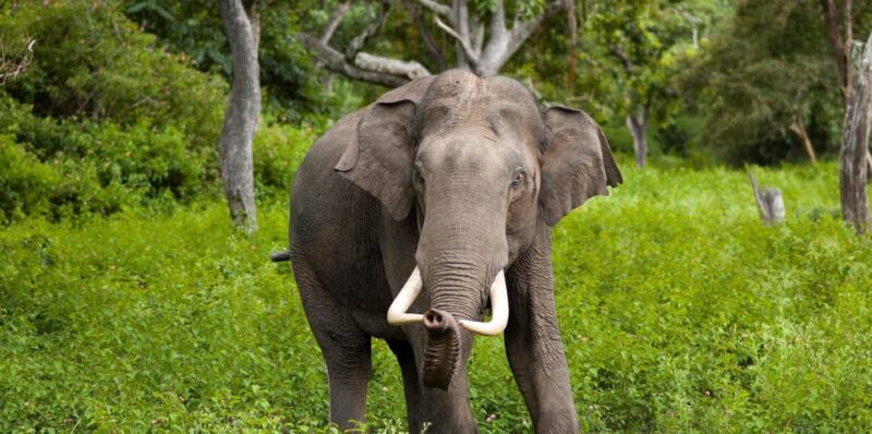 Wilpattu: Jeep Safari Day Tour From Trincomalee - Safari Inclusions