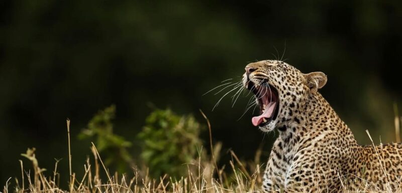 Wilpattu: Jeep Safari Day Tour From Trincomalee - Booking and Cancellation