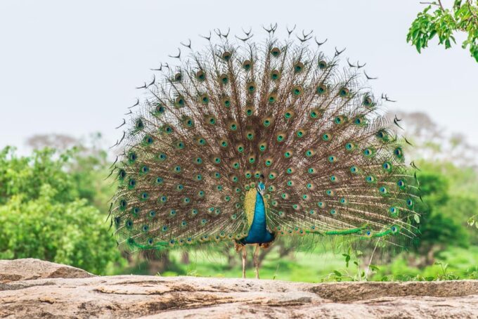 Wilpattu: Jeep Safari Day Tour From Trincomalee - Wildlife Spotting Opportunities
