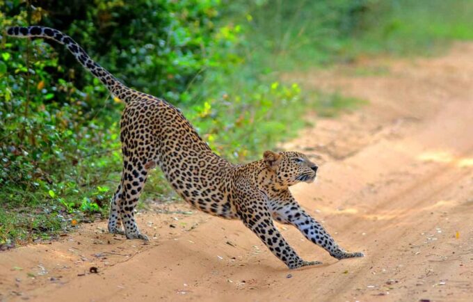 Wilpattu: Jeep Safari Day Tour From Trincomalee - Sunset Viewing Experience