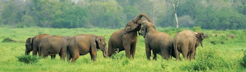 Wilpattu leopard safari from colombo with jeep 4x4 & guide - Key Points