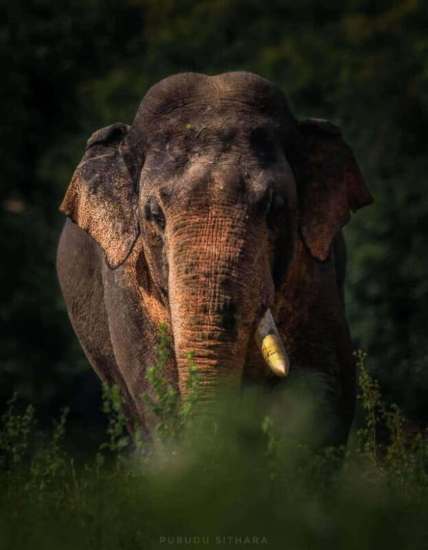 Wilpattu leopard safari from colombo with jeep 4x4 & guide - Starting Point: Flexible Pickups from Colombo or Bentota