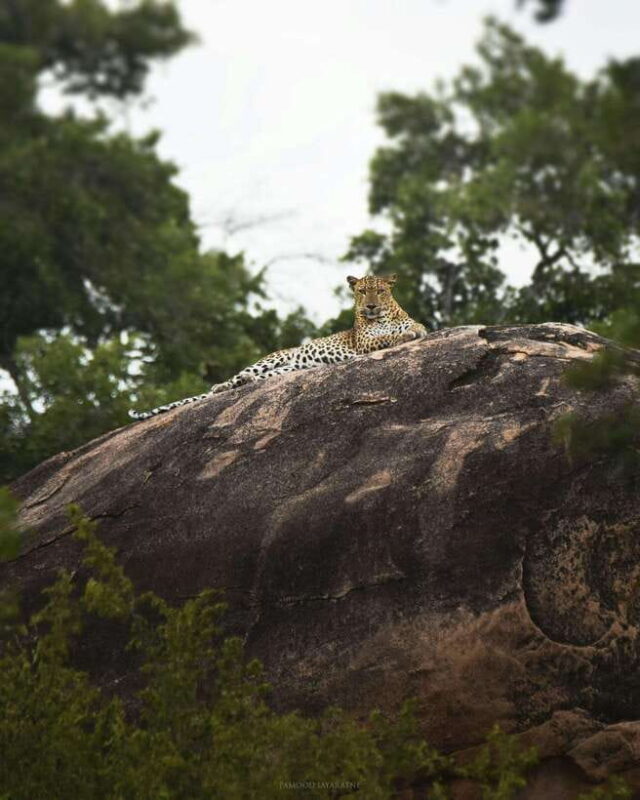 Wilpattu leopard safari from colombo with jeep 4x4 & guide - Real Traveler Insights