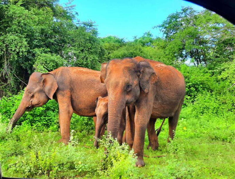 Wilpattu National Park : 5 Hours & 12 Hours Day Tours - Introduction to Wilpattu National Park Safari Tours