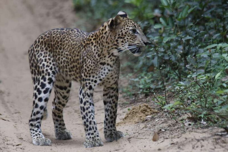 Wilpattu National Park : 5 Hours & 12 Hours Day Tours - Analyzing the Value