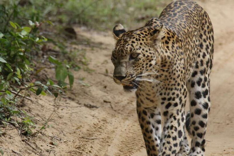 Wilpattu National Park : 5 Hours & 12 Hours Day Tours - Authentic Experiences According to Reviews