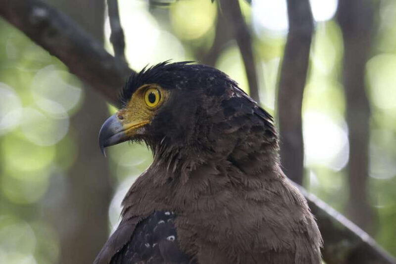 Wilpattu National Park : 5 Hours & 12 Hours Day Tours - Practical Tips for the Tour
