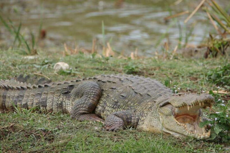 Wilpattu National park - All Inclusive Safari Day Tour - An In-Depth Look at the Wilpattu Safari Tour