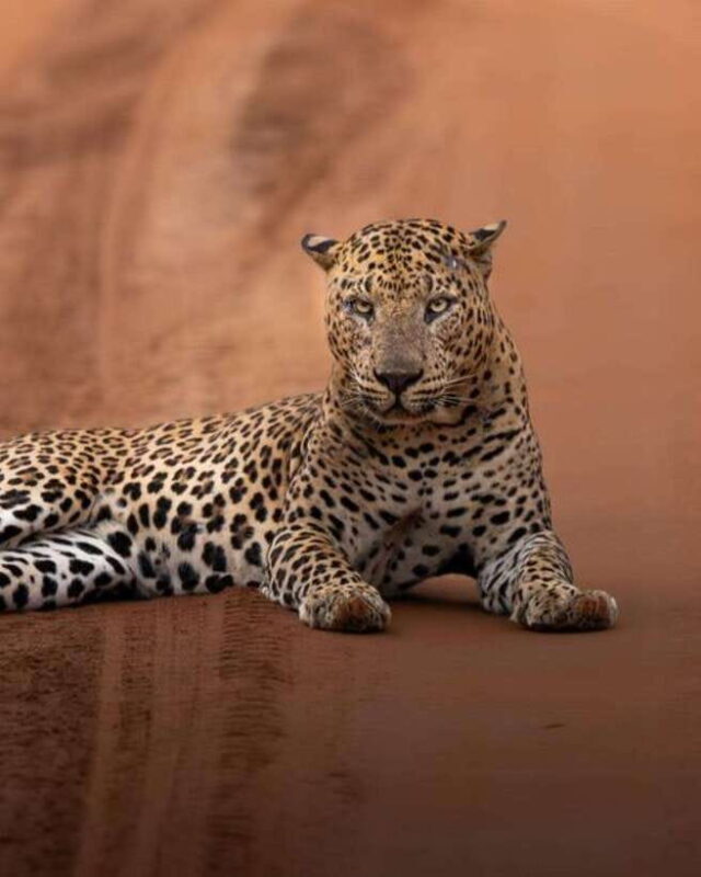 Wilpattu National park - All Inclusive Safari Day Tour - FAQ