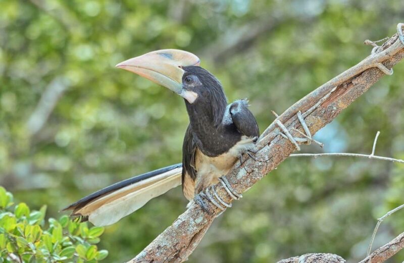 Wilpattu National Park Excursion From Hunuwilagama Entrance - Additional Costs and Arrangements