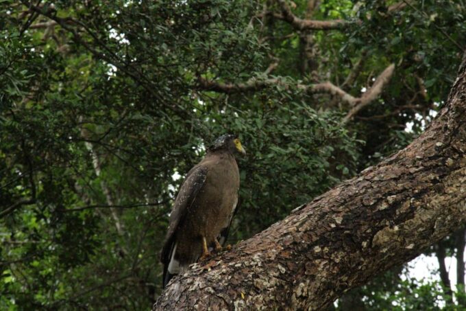 Wilpattu National Park - Full Day Safari (06:00am - 18:00pm) - Itinerary and Attractions