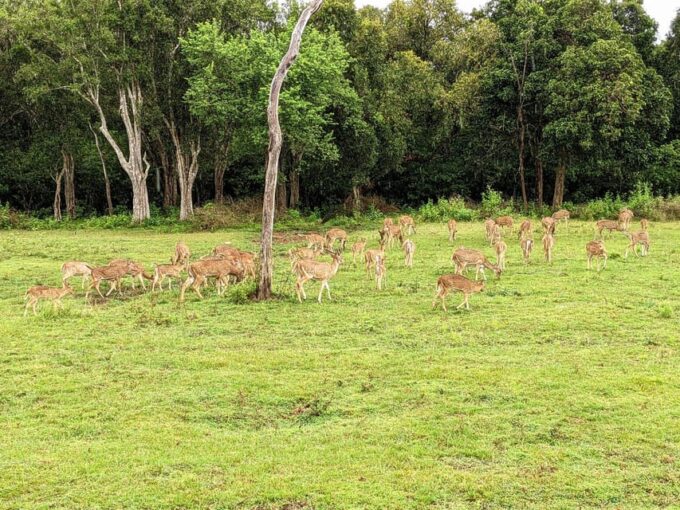 Wilpattu National Park - Full Day Safari (06:00am - 18:00pm) - Customer Feedback
