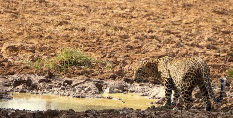 Wilpattu National Park : Full Day Safari (06:00am - 18:00pm) - Booking and Reservation Details