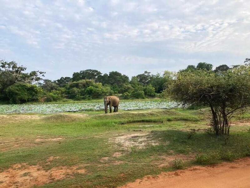 Wilpattu National Park: Full-Day Safari From Habarana - Final Thoughts: Is This Tour Right for You?