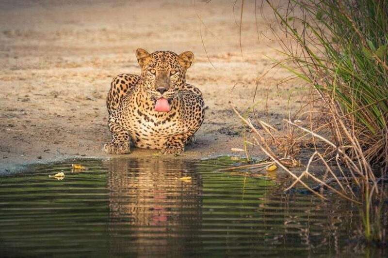 Wilpattu National Park: Full-Day Safari From Trincomalee - Discover the Wilderness: Wilpattu National Park Full-Day Safari From Trincomalee