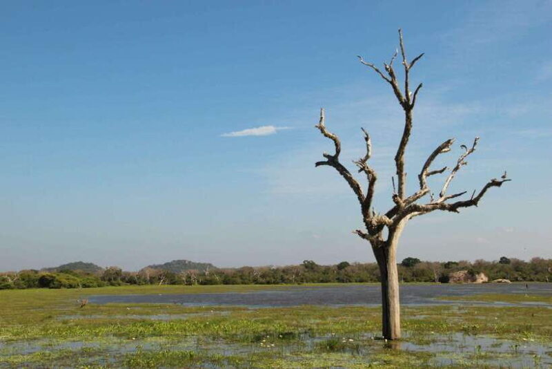Wilpattu National Park: Full-Day Safari From Trincomalee - Final Thoughts