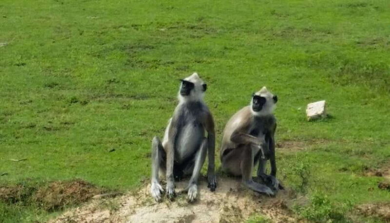 Wilpattu National Park: Full-Day Safari From Trincomalee - FAQs