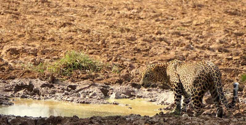 Wilpattu National Park - Morning or Afternoon Safari - Safari Duration and Times