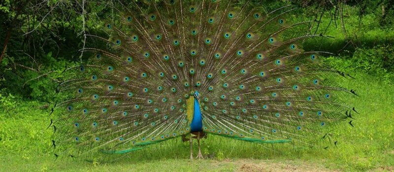 Wilpattu National Park - Morning or Afternoon Safari - Safari Vehicle and Guide