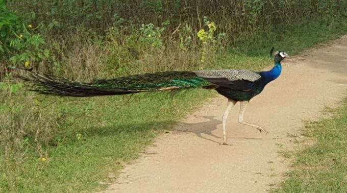 Wilpattu National Park - Morning or Afternoon Safari - Safari Inclusions and Exclusions