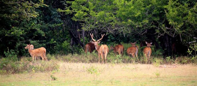 Wilpattu National Park - Morning or Afternoon Safari - Customer Feedback and Reviews