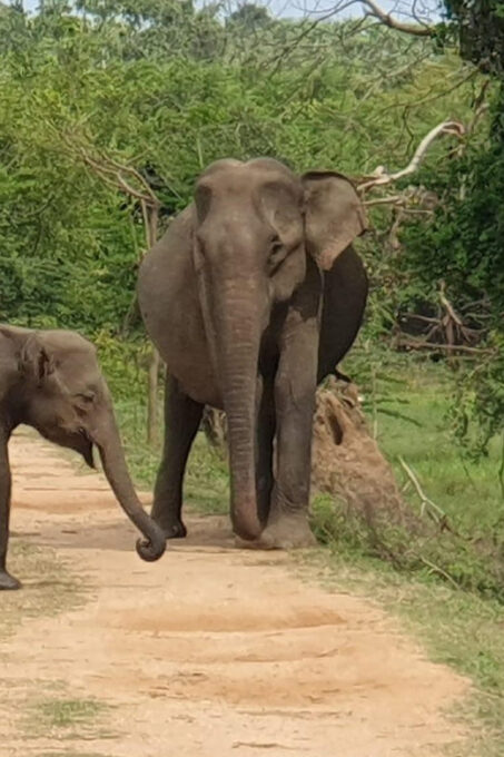 Wilpattu National Park - Morning or Afternoon Safari - Frequently Asked Questions