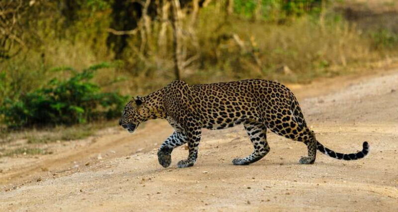 Wilpattu National Park: Morning or Afternoon Safari - Introduction