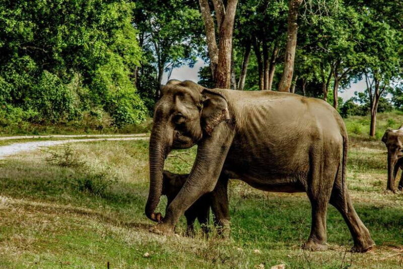 Wilpattu National Park: Morning or Afternoon Safari - Deep Dive Into the Experience
